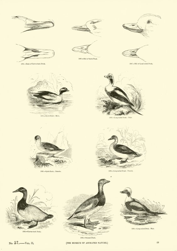 Page from The Pictorial Museum of Animated Nature by English School