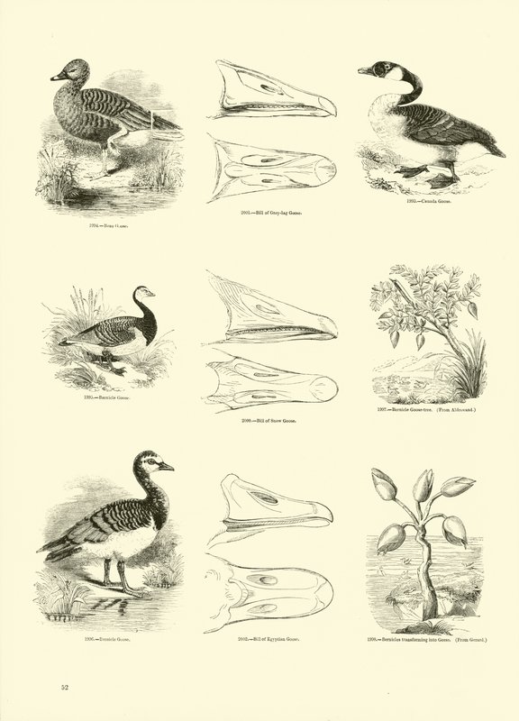 Page from The Pictorial Museum of Animated Nature by English School