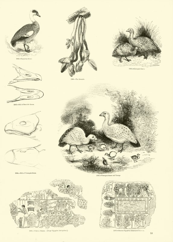 Page from The Pictorial Museum of Animated Nature by English School