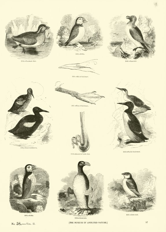 Page from The Pictorial Museum of Animated Nature by English School