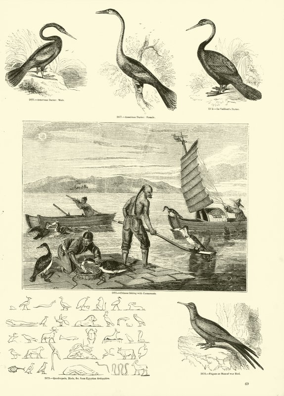 Page from The Pictorial Museum of Animated Nature by English School