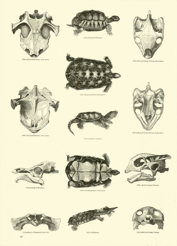 Page from The Pictorial Museum of Animated Nature by English School