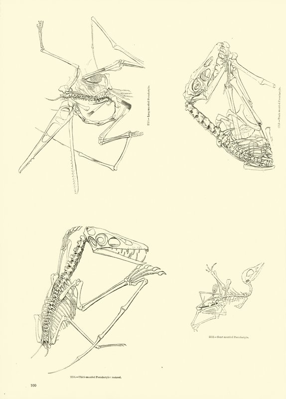 Page from The Pictorial Museum of Animated Nature by English School