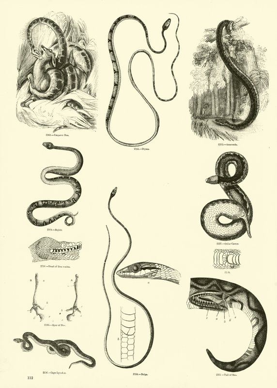 Page from The Pictorial Museum of Animated Nature by English School