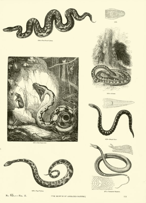 Page from The Pictorial Museum of Animated Nature by English School