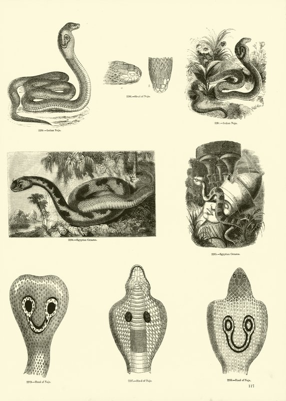 Page from The Pictorial Museum of Animated Nature by English School