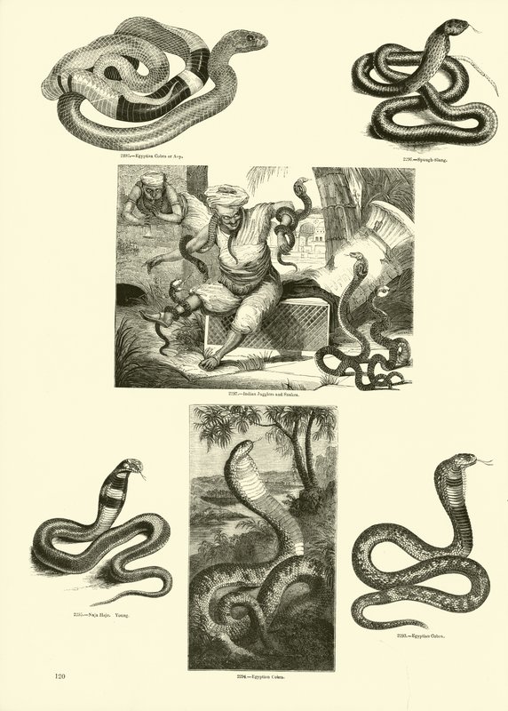 Page from The Pictorial Museum of Animated Nature by English School