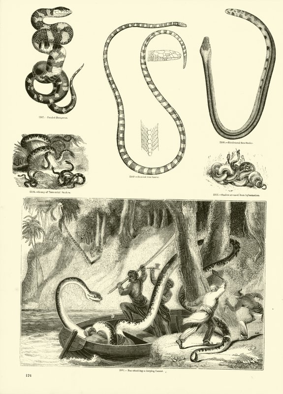 Page from The Pictorial Museum of Animated Nature by English School