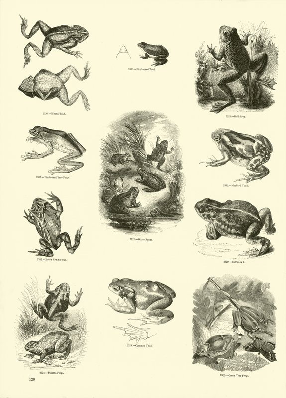 Page from The Pictorial Museum of Animated Nature by English School
