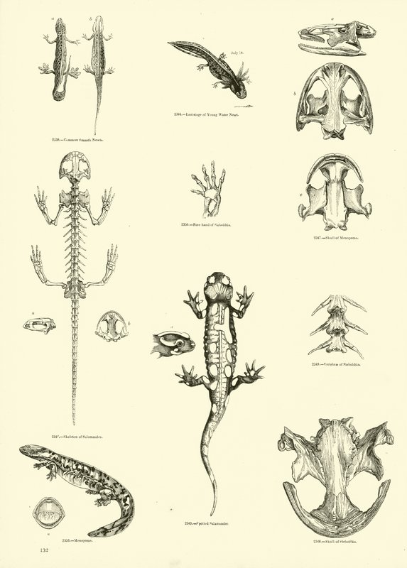 Page from The Pictorial Museum of Animated Nature by English School