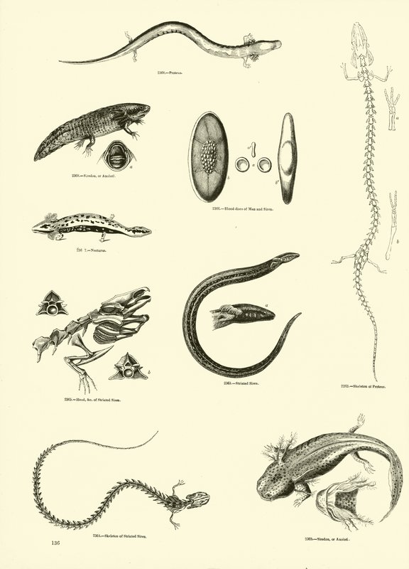 Page from The Pictorial Museum of Animated Nature by English School