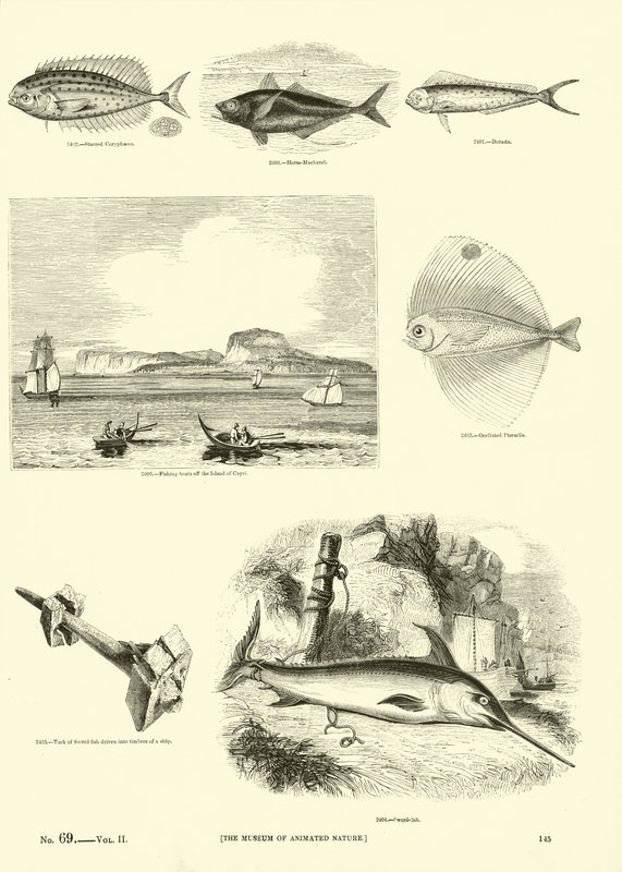 Page from The Pictorial Museum of Animated Nature by English School