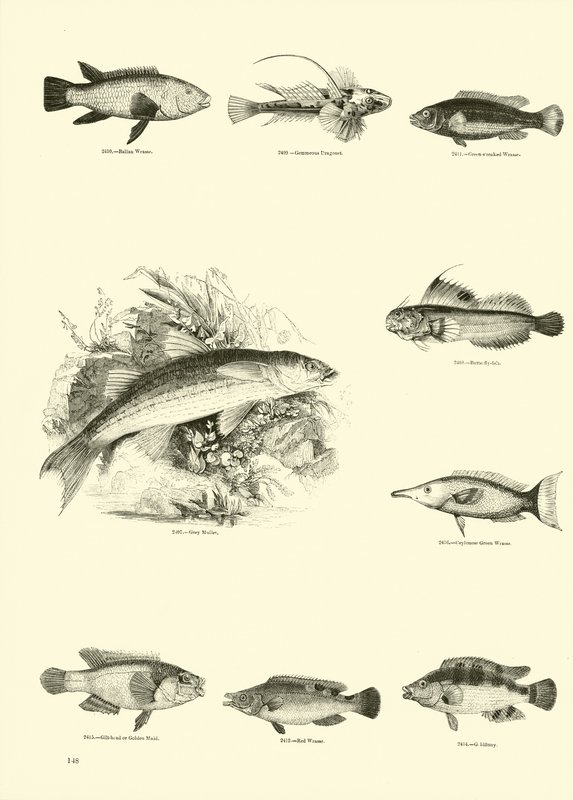 Page from The Pictorial Museum of Animated Nature by English School