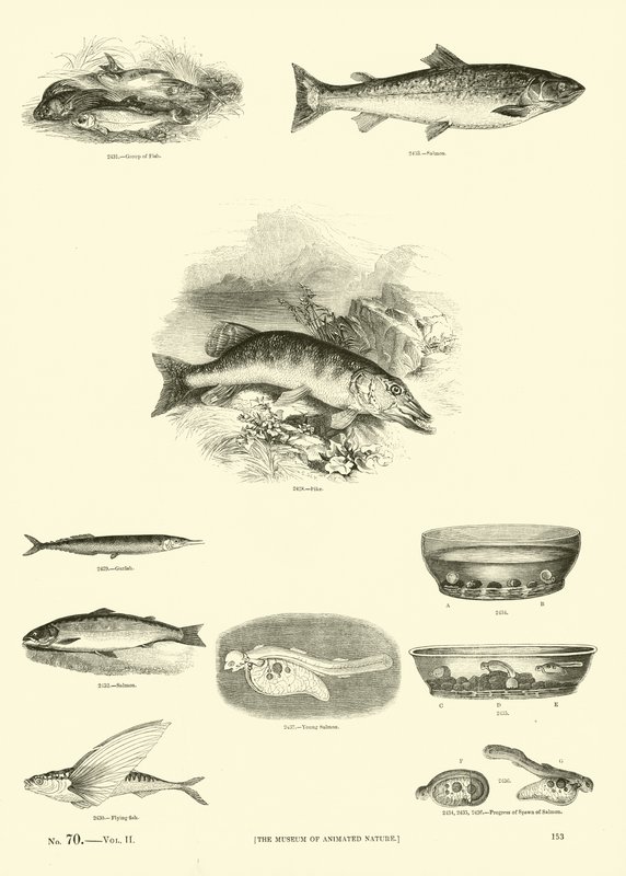 Page from The Pictorial Museum of Animated Nature by English School