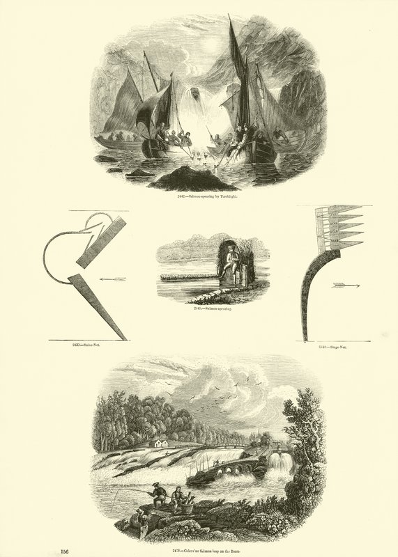 Page from The Pictorial Museum of Animated Nature by English School