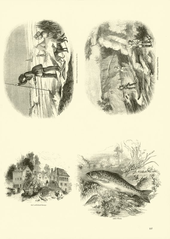 Page from The Pictorial Museum of Animated Nature by English School