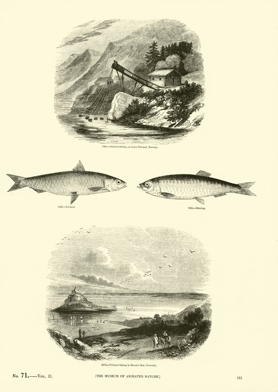 Page from The Pictorial Museum of Animated Nature by English School
