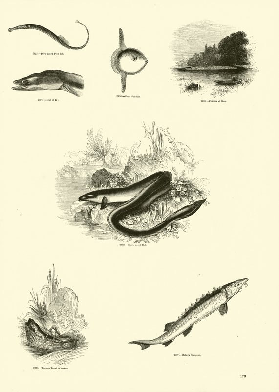 Page from The Pictorial Museum of Animated Nature by English School