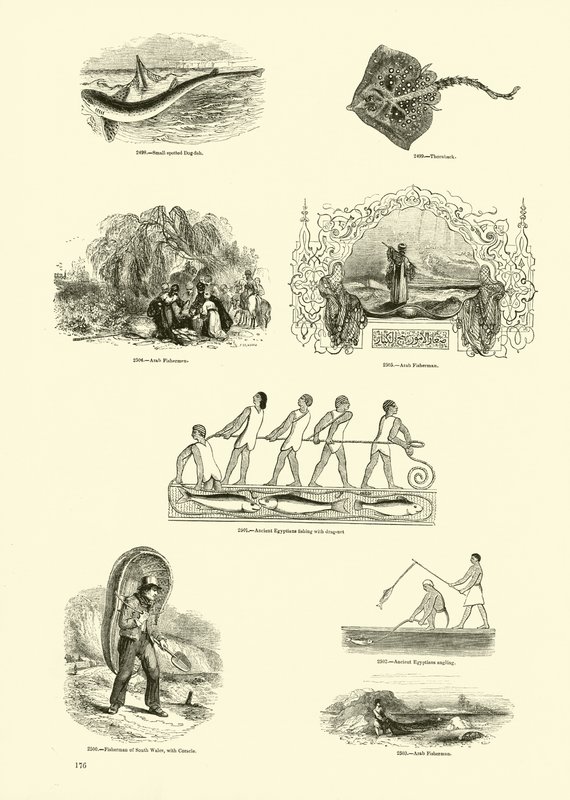 Page from The Pictorial Museum of Animated Nature by English School