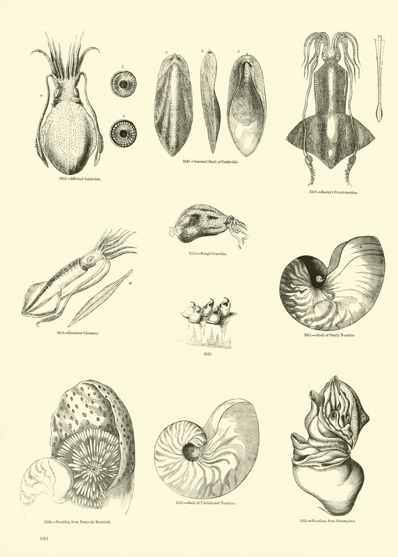 Page from The Pictorial Museum of Animated Nature by English School