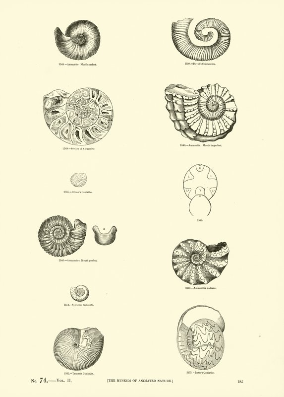 Page from The Pictorial Museum of Animated Nature by English School