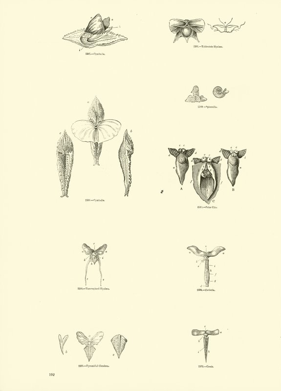 Page from The Pictorial Museum of Animated Nature by English School