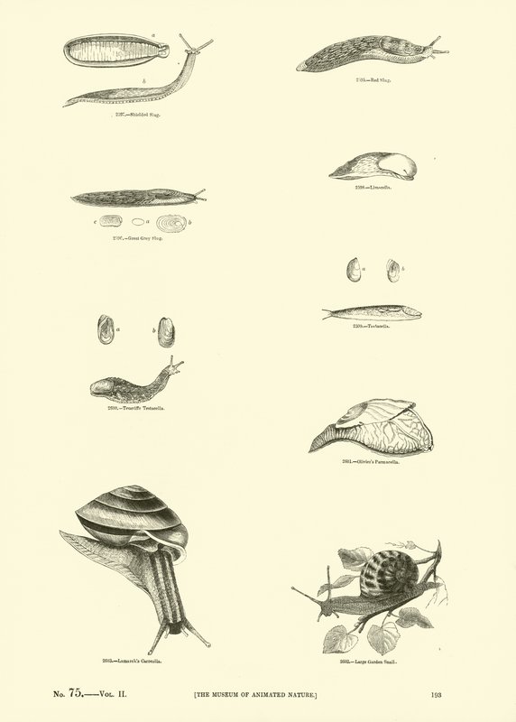 Page from The Pictorial Museum of Animated Nature by English School