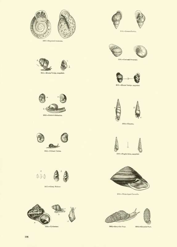 Page from The Pictorial Museum of Animated Nature by English School