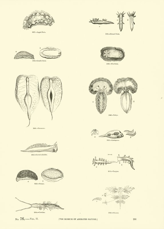 Page from The Pictorial Museum of Animated Nature by English School