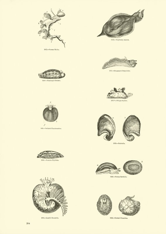 Page from The Pictorial Museum of Animated Nature by English School