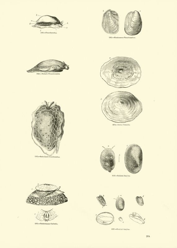Page from The Pictorial Museum of Animated Nature by English School