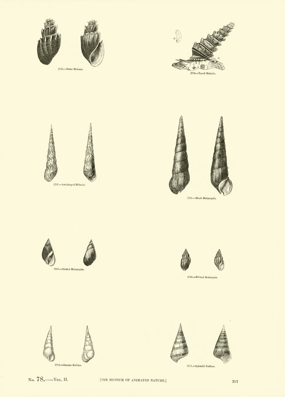 Page from The Pictorial Museum of Animated Nature by English School