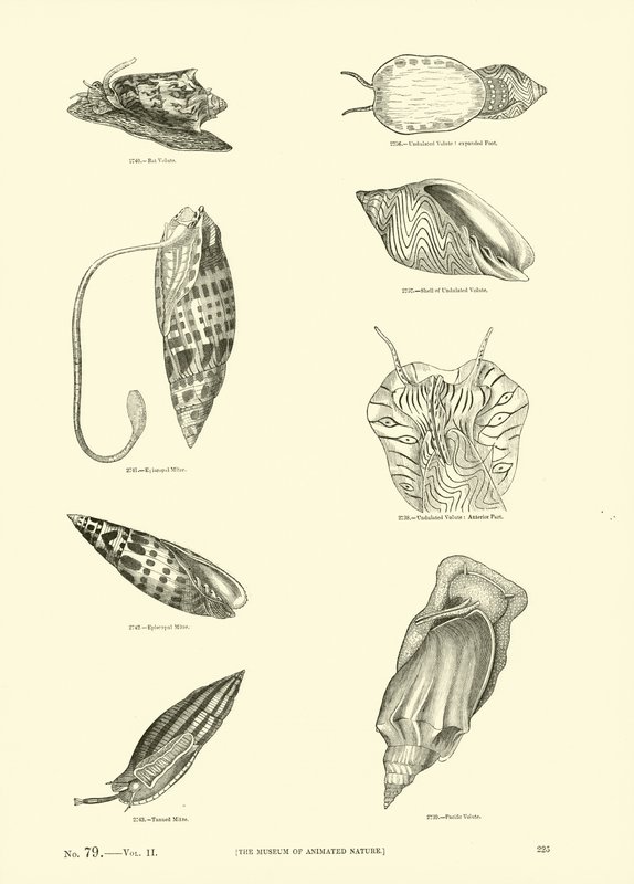 Page from The Pictorial Museum of Animated Nature by English School