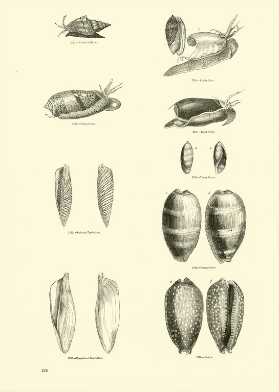 Page from The Pictorial Museum of Animated Nature by English School