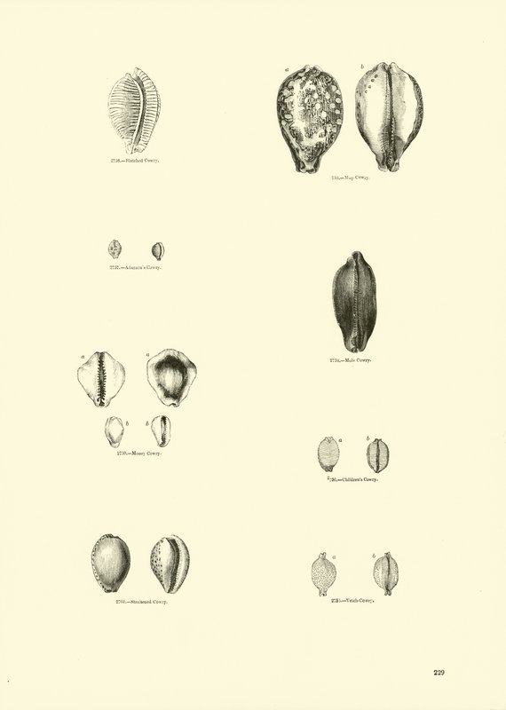 Page from The Pictorial Museum of Animated Nature by English School