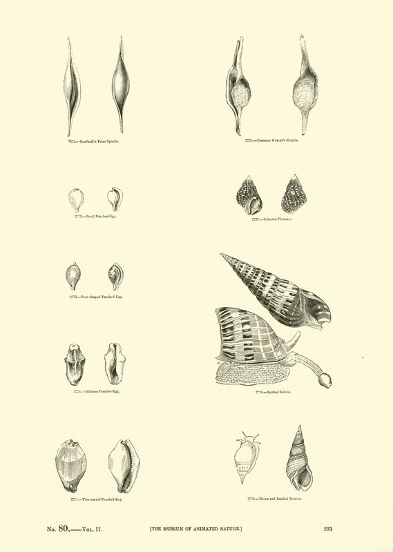 Page from The Pictorial Museum of Animated Nature by English School