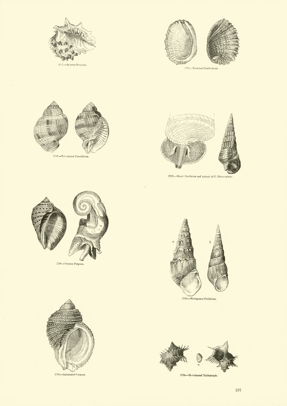 Page from The Pictorial Museum of Animated Nature by English School