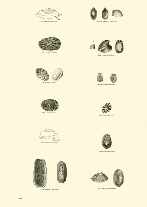 Page from The Pictorial Museum of Animated Nature by English School