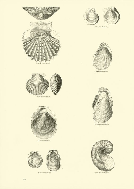 Page from The Pictorial Museum of Animated Nature by English School
