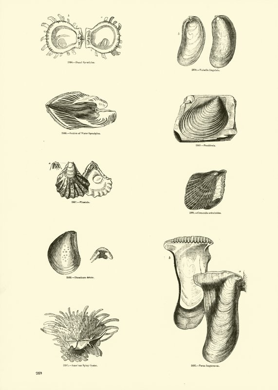 Page from The Pictorial Museum of Animated Nature by English School
