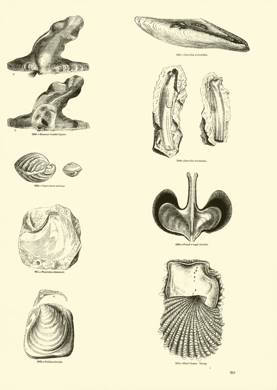 Page from The Pictorial Museum of Animated Nature by English School