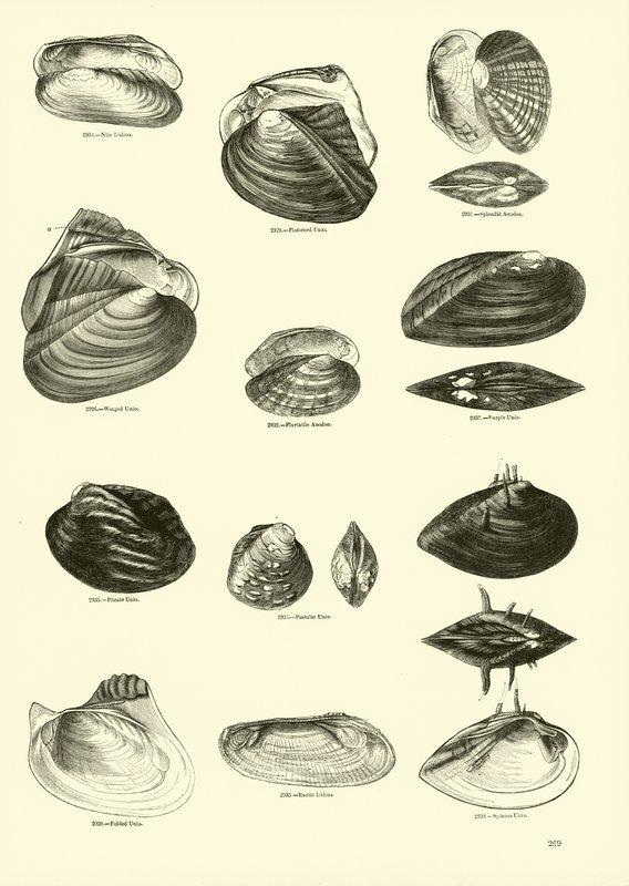 Page from The Pictorial Museum of Animated Nature by English School