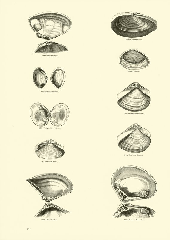 Page from The Pictorial Museum of Animated Nature by English School