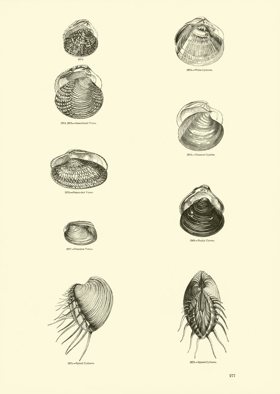 Page from The Pictorial Museum of Animated Nature by English School