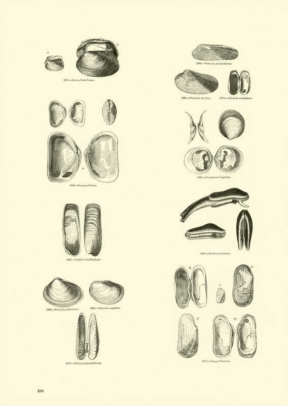 Page from The Pictorial Museum of Animated Nature by English School