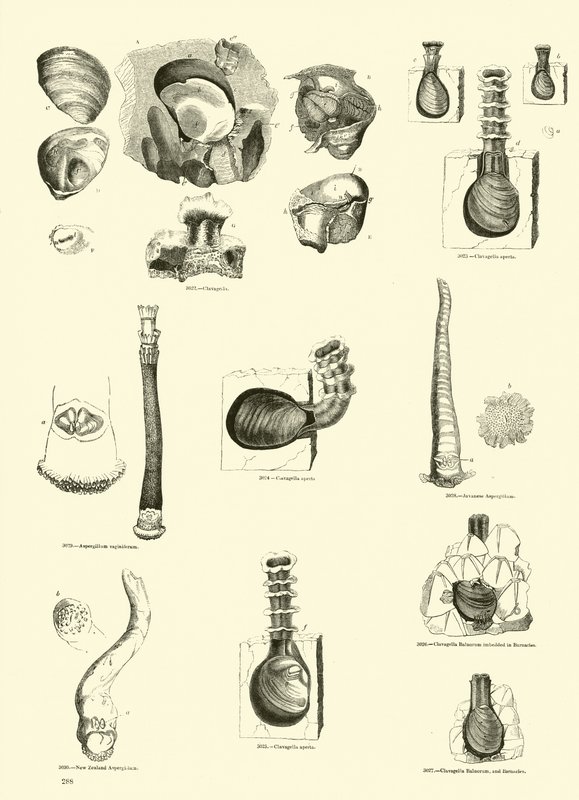 Page from The Pictorial Museum of Animated Nature by English School