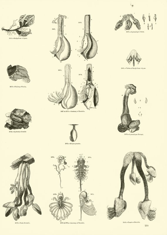 Page from The Pictorial Museum of Animated Nature by English School