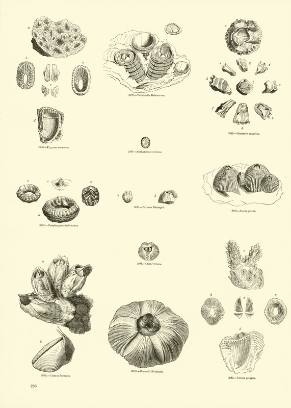 Page from The Pictorial Museum of Animated Nature by English School