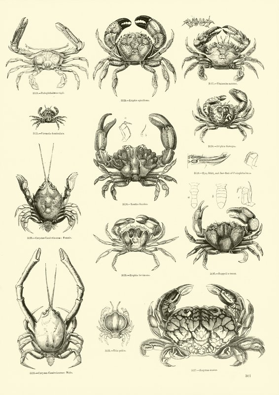 Page from The Pictorial Museum of Animated Nature by English School