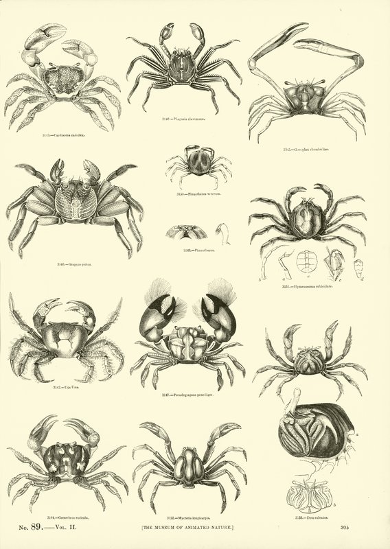 Page from The Pictorial Museum of Animated Nature by English School